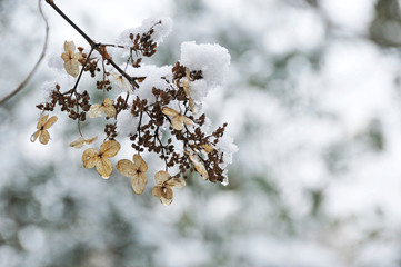 冬のノリウツギの花に雪が積もる