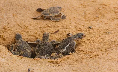 Wandaufkleber Loggerhead baby sea turtles hatching in a turtle farm in Sri Lanka, Hikkaduwa. © MSM