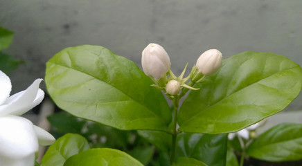 white magnolia flowers