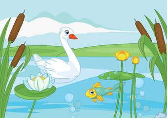 White swan swim in the lake