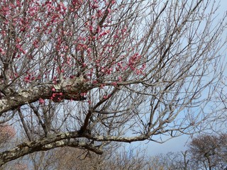 満開の梅の花
