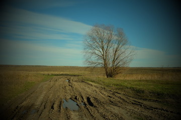 Lonely willow near a dirt road in the field. Spring landscape. Vignette.