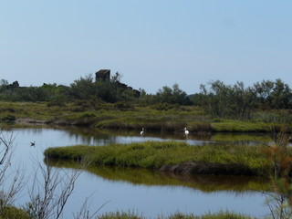 Aigues Mortes marais en Camargue