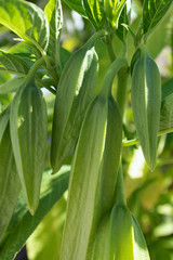 Obraz premium Blütenknospen einer Engelstrompete