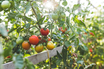 Ripening tomatoes in the garden. A bunch of several tomatoes growing on a bush in the garden at dawn. Ripe and unripe tomatoes grow in the garden, a sun ray shines between tomato bushes
