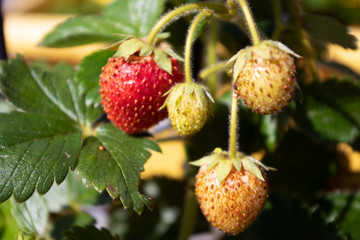 Erdbeeren