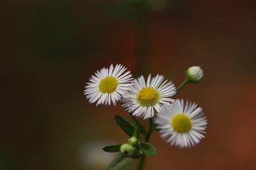 ひっそり咲く白いヒメジョオンの花
White daisy flowers that bloom quietly.