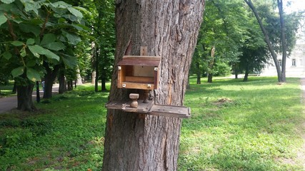 wooden bird feeder