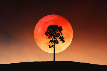 Silhouette image of big tree on outdoor landscape slope contour with bright and beautiful blood moon on twilight sky for Halloween background. Image of moon furnished by NASA.