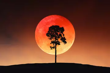 Garden poster Brown Silhouette image of big tree on outdoor landscape slope contour with bright and beautiful blood moon on twilight sky for Halloween background. Image of moon furnished by NASA.