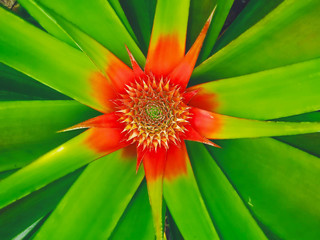 Red pineapple flowers on green leaves.