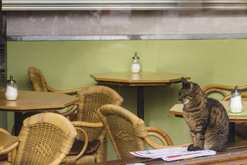 cat reads a magazine in a cafe in Amsterdam