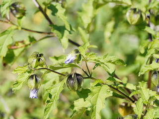 Nicandra physaloïdes | Pomme du Pérou aux fleurs campanulées bleutées et éphémères suivies...