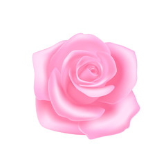 Pink rose on white background, isolate flower to decorate. Vector object.