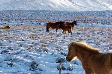 Naklejka premium icelandic horses in snow