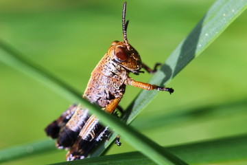 Grashüpfer, Heuschrecke, Insekt, green, Natur, makro, Tier, gras, Blatt, wild lebende Tiere, sommer, wild, bein, springen