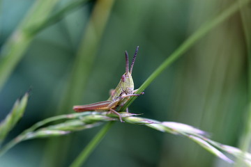 Grashüpfer, Heuschrecke, Insekt, green, Natur, makro, Tier, gras, Blatt, wild lebende Tiere, sommer, wild, bein, springen