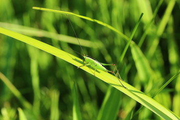 Grashüpfer, Heuschrecke, Insekt, green, Natur, makro, Tier, gras, Blatt, wild lebende Tiere, sommer, wild, bein, springen
