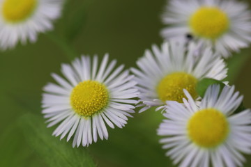 Fototapeta premium 繊細な美しい白いヒメジョオン Beautiful delicate white daisy flower.
