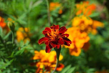 Dorodny kwiat aksamitki