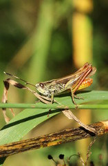 Grashüpfer, Heuschrecke, Insekt, green, Natur, makro, Tier, gras, Blatt, wild lebende Tiere, sommer, wild, bein, springen