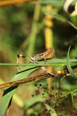 Grashüpfer, Heuschrecke, Insekt, green, Natur, makro, Tier, gras, Blatt, wild lebende Tiere, sommer, wild, bein, springen