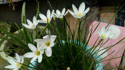 spring flowers in the garden