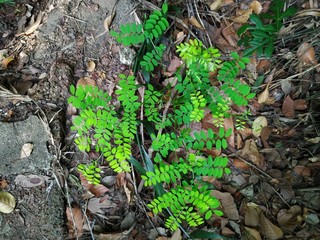Fern in the forest land 