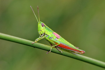 Grashüpfer, Heuschrecke, Insekt, green, Natur, makro, Tier, gras, Blatt, wild lebende Tiere, sommer, wild, bein, springen