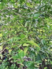 green leaves background