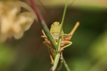 Grashüpfer, Heuschrecke, Insekt, green, Natur, makro, Tier, gras, Blatt, wild lebende Tiere, sommer, wild, bein, springen