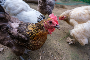 Huhn 