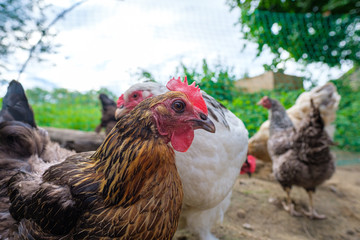 Huhn 