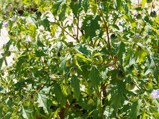 Nicandra physaloïdes | Pomme du Pérou ou Nicandre bleu, buisson ramifié aux fruits en forme de...