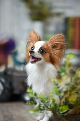 ナチュラル雑貨店でおすましするパピヨン