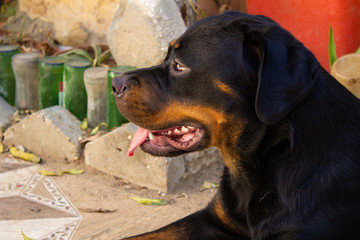 Rottweiler dog portrait withe sad-looking communication