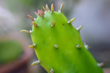 foto macro di cactus