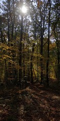 forest in autumn