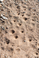 sand texture with holes in the field