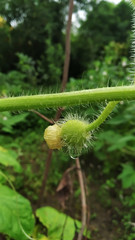 Indian squash with yellow flower