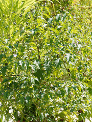 Nicandra physaloïdes | Pomme du Pérou ou Nicandre bleu, buisson ramifié aux fruits en forme de lanternes japonaise brun vert, fleurs bleutées à blanc, feuillage oval, vert et glabre sur tiges fortes