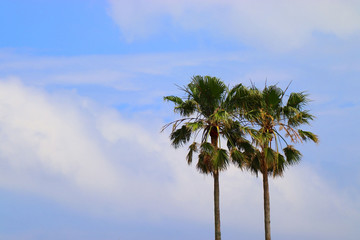青い空とワシントニアパーム
Blue sky and Washington palm.