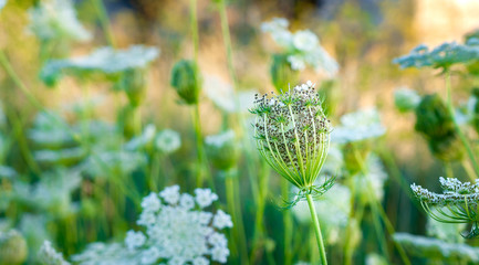 Wild carrot. Seeds in the Bud. Flower background.