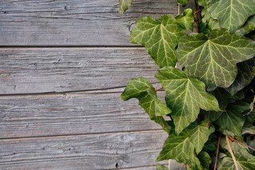 Leaves of green ivy and weathered wooden background or texture concept with copy space