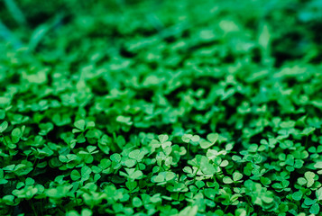 Lucky Irish Leaf Clover in the Field for St. Green Clover bokeh Background. Patricks day. 