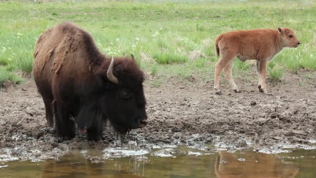 An american bison cow gets a drink of water then tells her calf it's time to get moving before she pulls her legs out of the deep mud along the edge of the water hole.