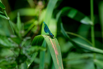 calopterygidae libelle on reed grass