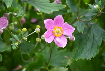 Single pink flower Anemone hupehensis (Chinese anemone, Japanese anemone, thimbleweed or windflower), green background