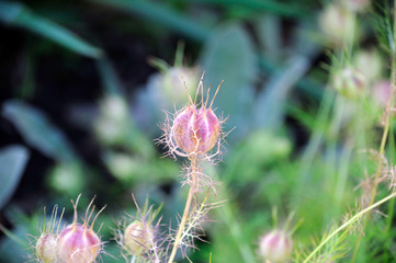 ripe fruit nigella plant in the garden bed