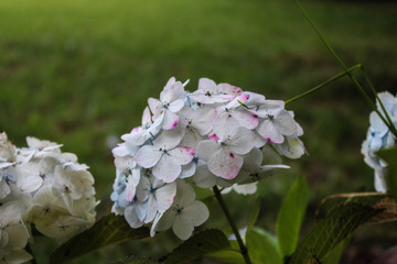 Una planta de hojas blancas 